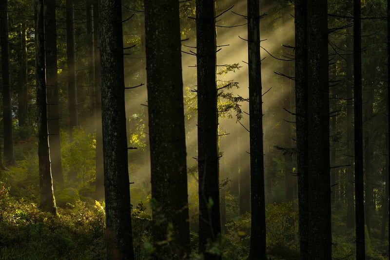 Mystical Woodland Retreat